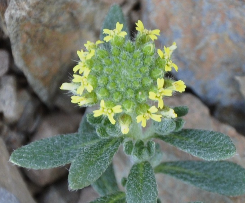 Image of genus Alyssum specimen.