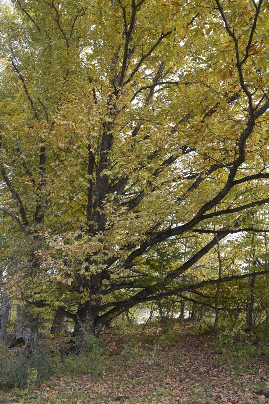 Изображение особи Quercus petraea.