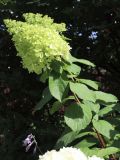 Hydrangea paniculata. Побег с соцветием. Беларусь, г. Витебск, ул. Путна, двор дома №9, палисадник. 07.08.2025.