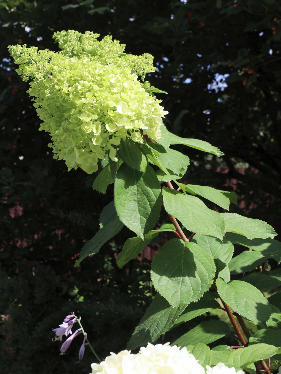 Image of Hydrangea paniculata specimen.