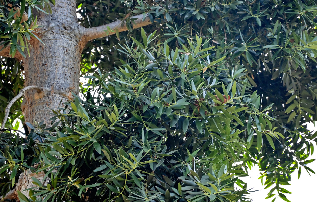 Image of Agathis robusta specimen.