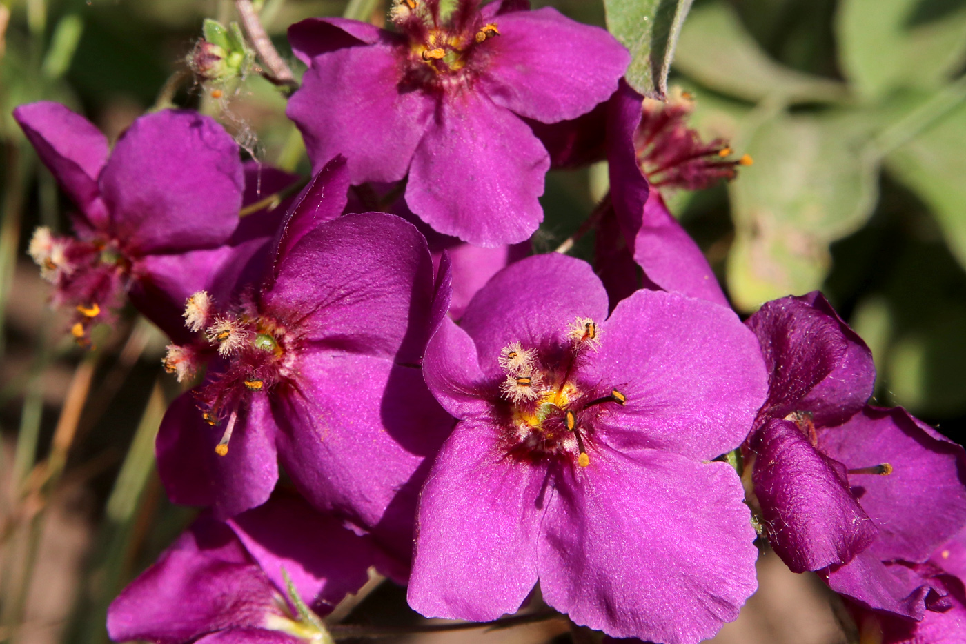 Image of Verbascum phoeniceum specimen.