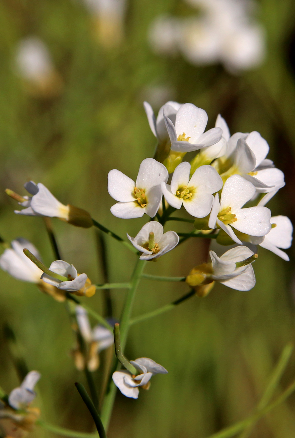 Image of Arabidopsis arenosa specimen.