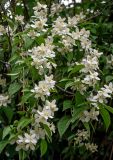 Philadelphus coronarius. Верхушка ветви с соцветиями. Калининградская обл., г. Калининград, в культуре. 28.06.2025.