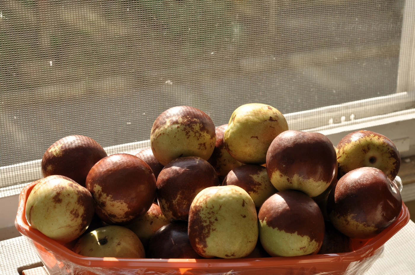 Изображение особи Ziziphus jujuba.