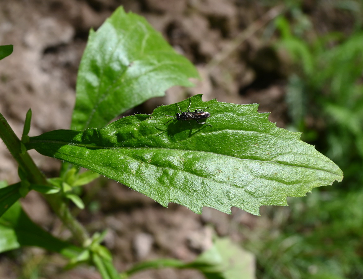 Image of genus Erigeron specimen.