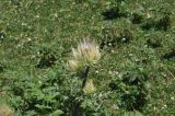 Cirsium obvallatum. Верхушка цветущего растения. Кабардино-Балкария, Эльбрусский р-н, дол. р. Терскол чуть выше устья р. Сары-Кол, луг. 1 июля 2018 г.