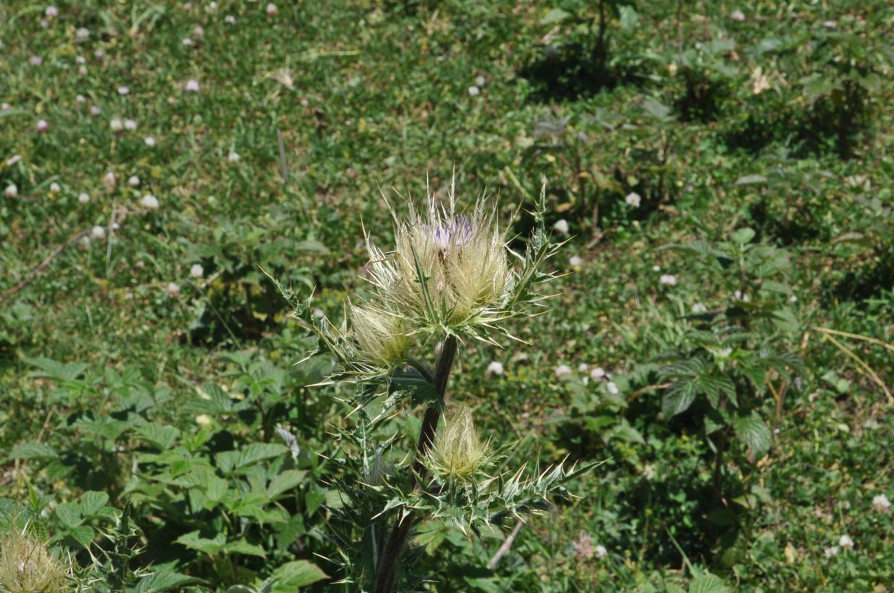 Изображение особи Cirsium obvallatum.
