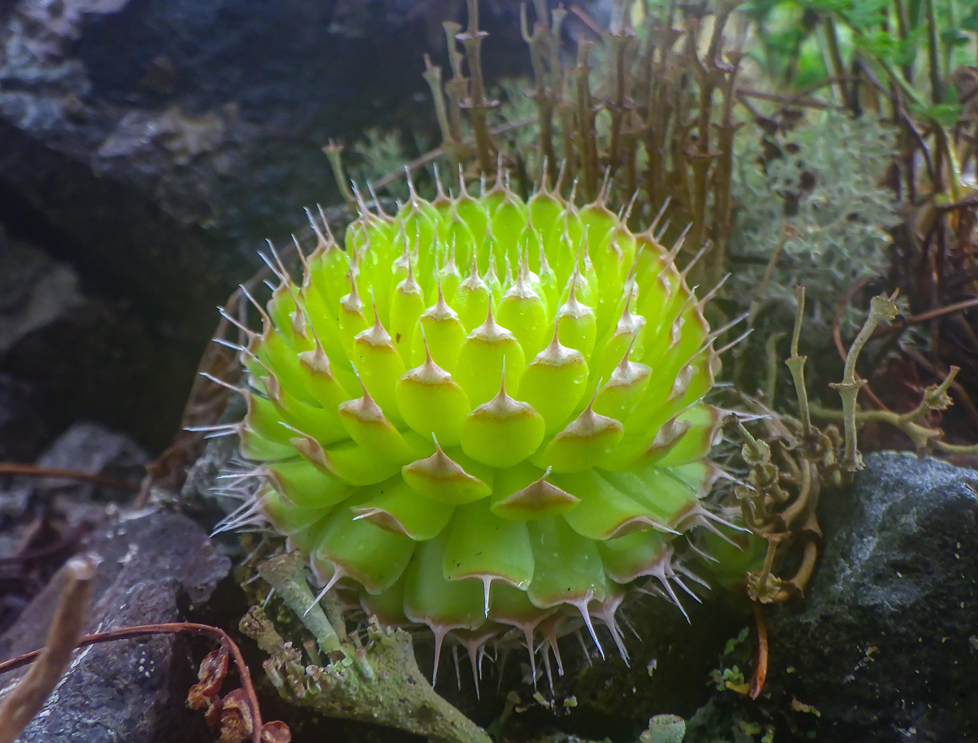 Изображение особи Orostachys spinosa.