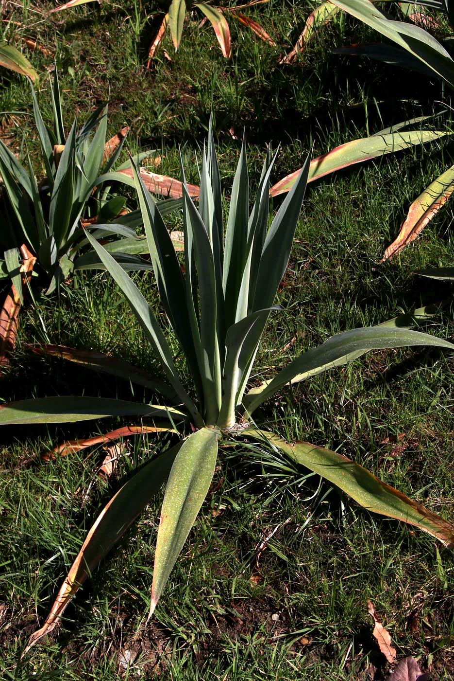 Изображение особи Beschorneria bracteata.