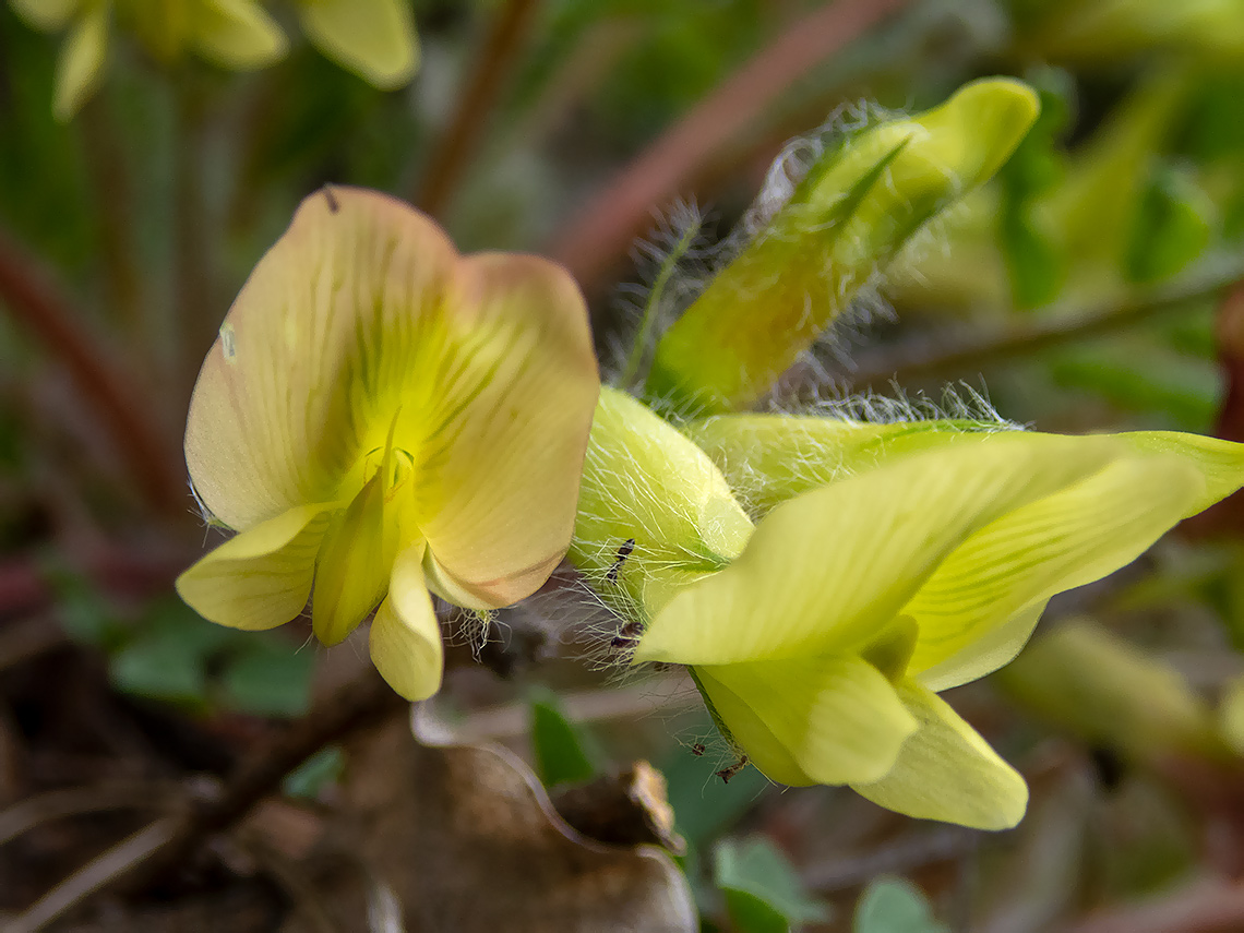 Image of Astragalus utriger specimen.