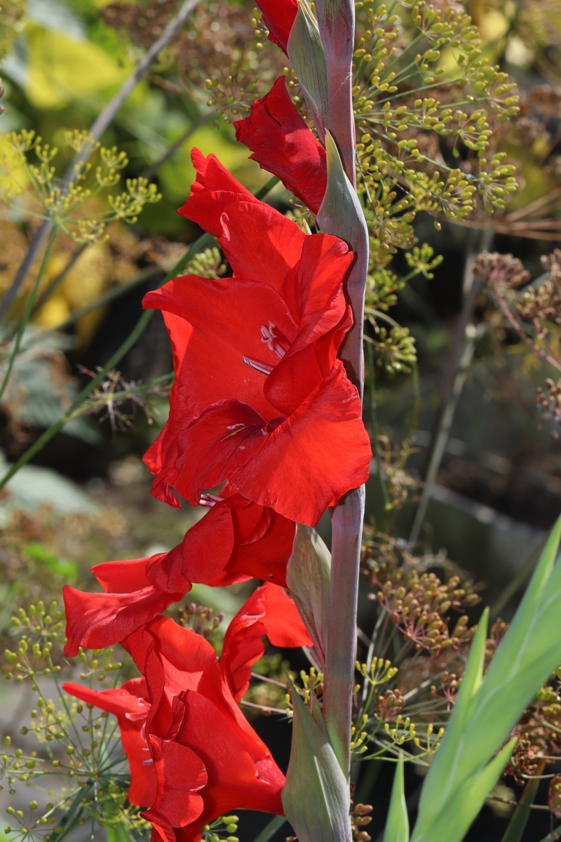 Изображение особи Gladiolus × gandavensis.