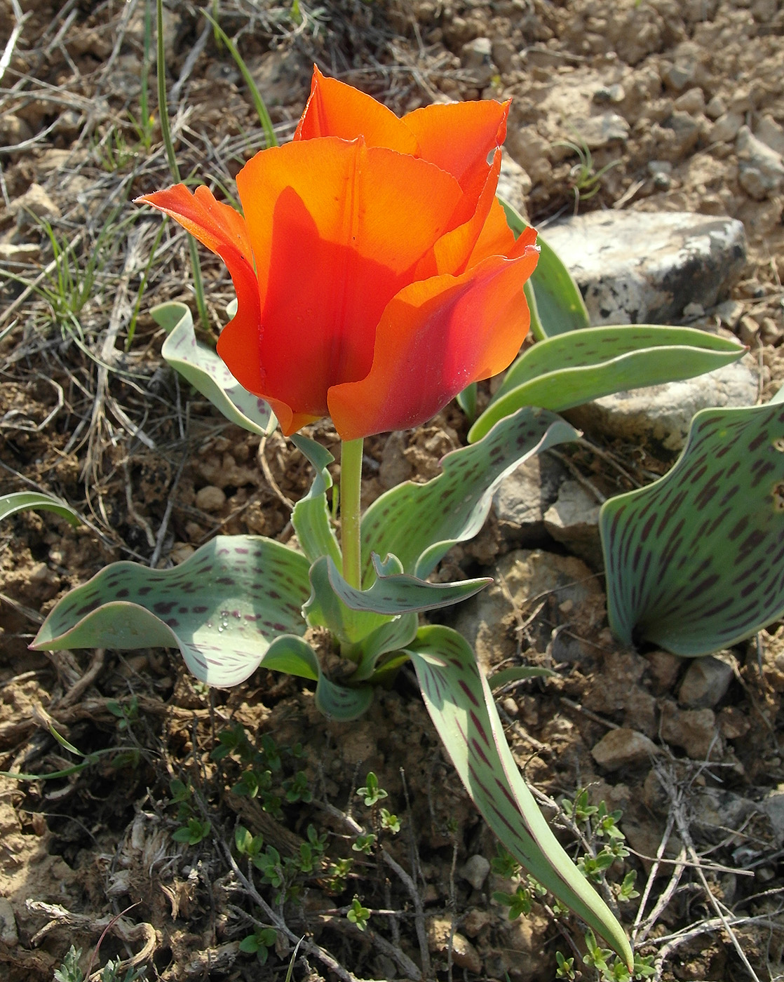 Image of Tulipa greigii specimen.