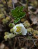 Rubus chamaemorus. Цветок. Тверская обл., Вышневолоцкий р-н, севернее пос. Бельский, верховое болото Гладкий Мох, центральная часть. 10.05.2026.