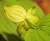 Cypripedium × ventricosum