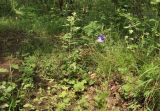 View full-size image genus Campanula