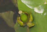 Nuphar pumila. Плод и часть листа. Томская обл., Томск, пос. Заварзино, р. Ушайка, мелководье. 20.07.2026.