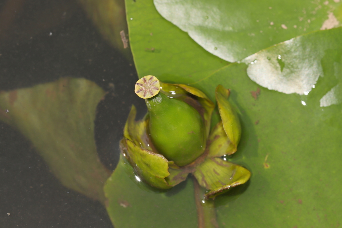 Image of Nuphar pumila specimen.