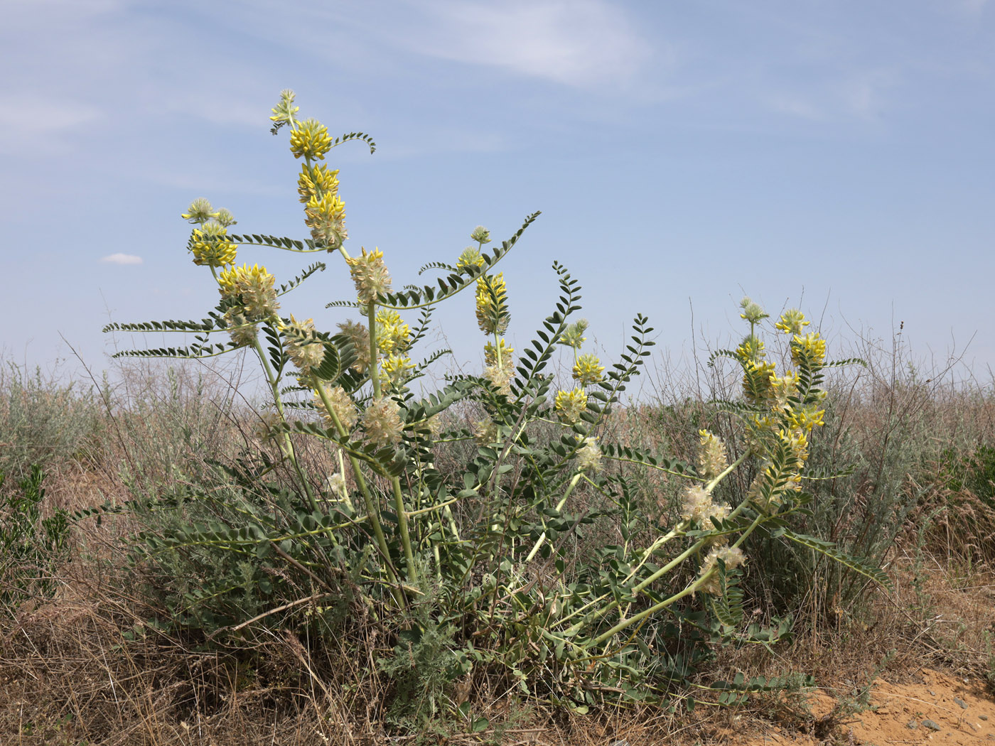 Изображение особи Astragalus vulpinus.