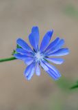 Cichorium intybus. Соцветие в каплях дождя. Беларусь, Брестская обл., Каменецкий р-н, окр. дер. Бобинка, смешанный сосново-лиственный лес. 02.07.2026.