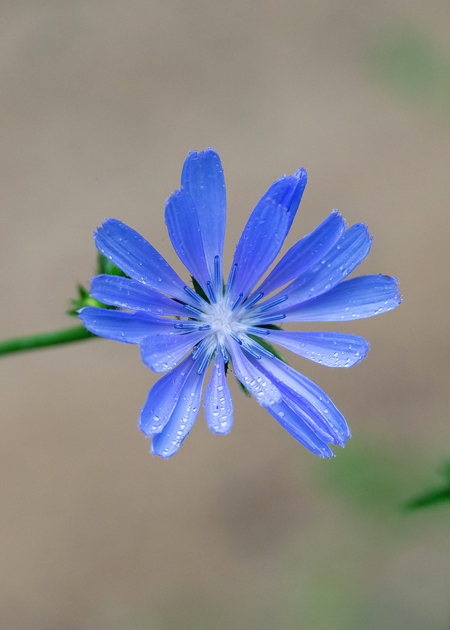 Image of Cichorium intybus specimen.