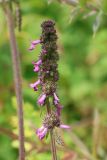 Betonica officinalis