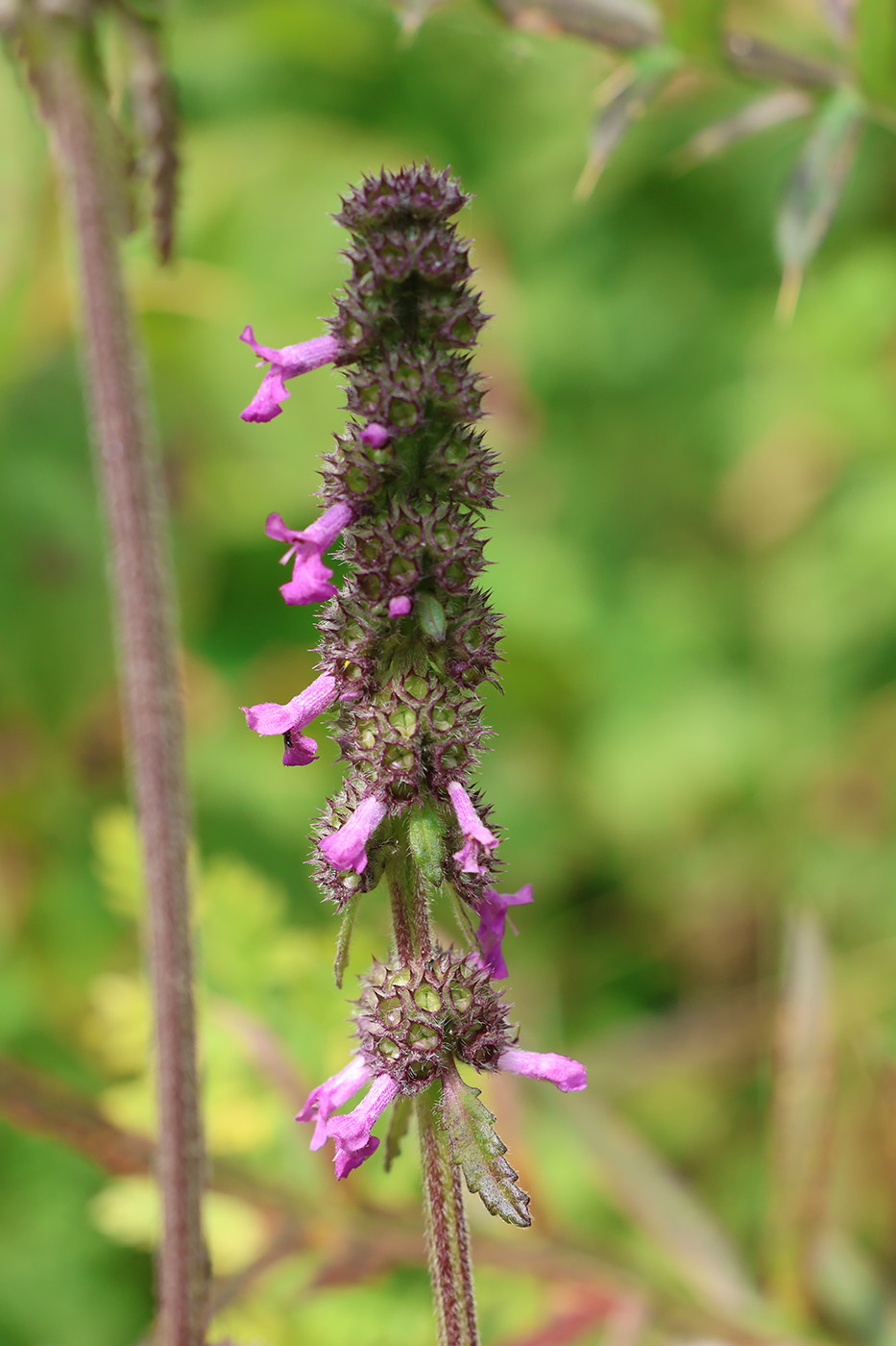 Image of Betonica officinalis specimen.