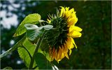 Helianthus annuus. Соцветие (абаксаиальная часть корзинки). Московская обл., Раменский р-н, окр. дер. Хрипань, садовый участок. 08.09.2026.