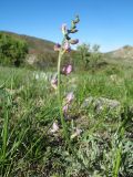 Astragalus semenovii. Побег с соцветием. Казахстан, юго-зап. часть Джунгарского Алатау, нижняя часть южн. стороны пер. Алтын-Эмель, степной пастбищный участок. 25 апреля 2026 г.