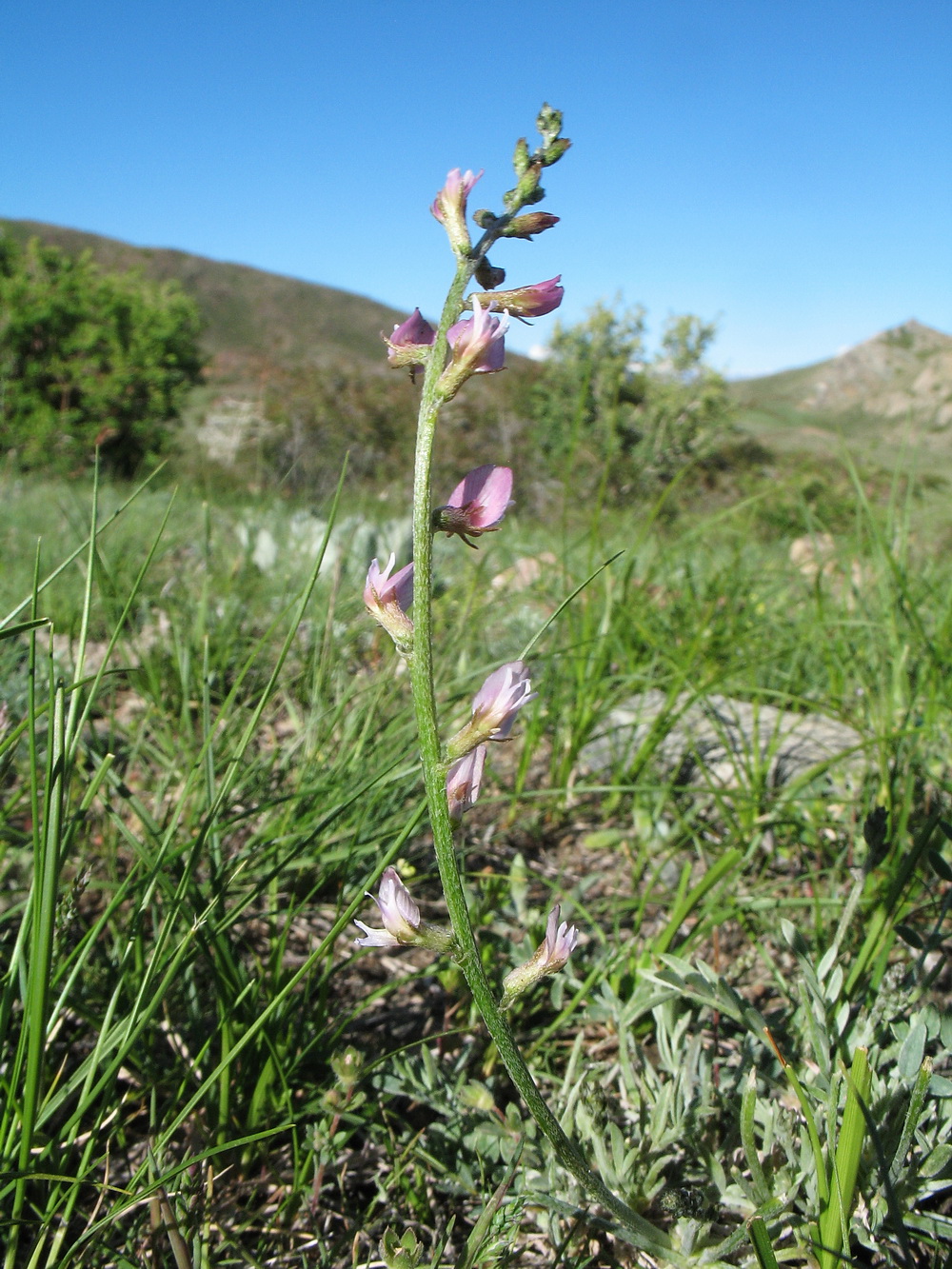 Изображение особи Astragalus semenovii.