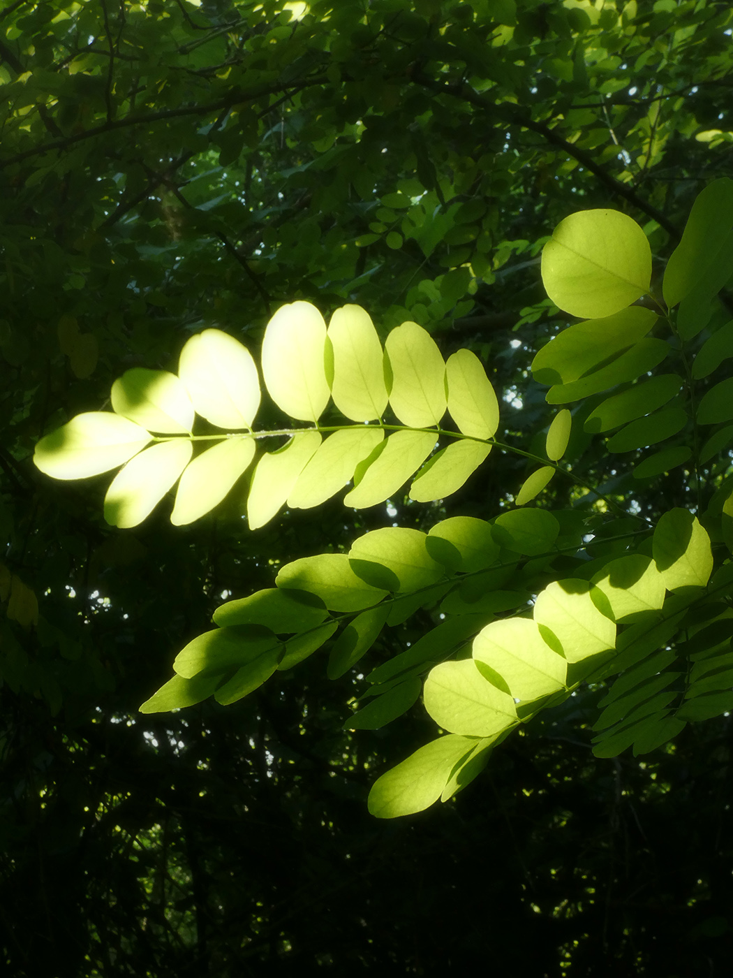 Image of Robinia pseudoacacia specimen.