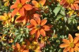 genus Bidens. Соцветие с кормящейся пчелой.Санкт-Петербург, Ботанический сад Петра Великого, клумба. 27.08.2026.