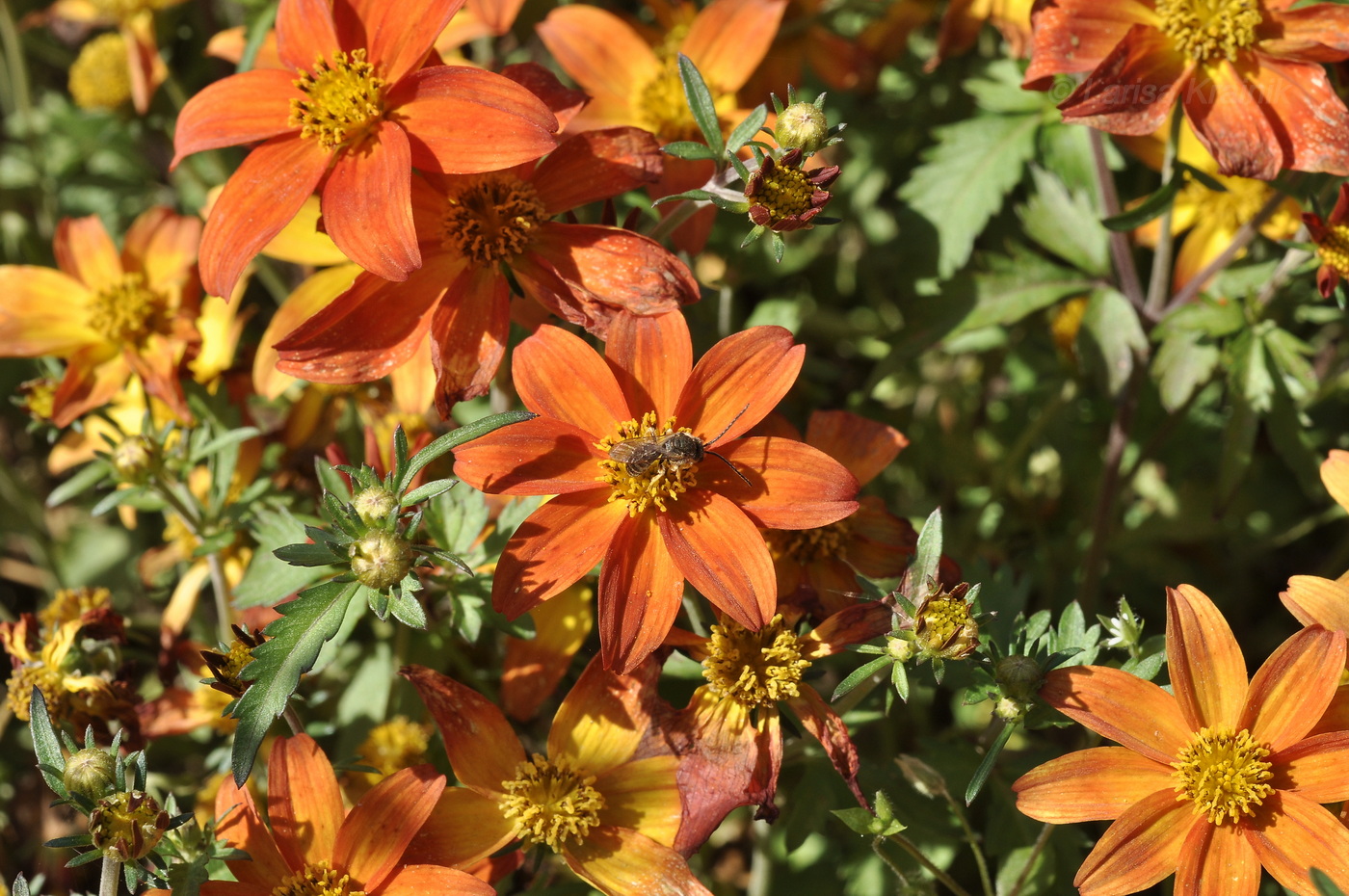 Image of genus Bidens specimen.