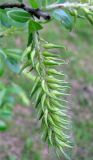 Salix myrsinifolia. Соплодие. Ярославская обл., Некоузский р-н, окр. пос. Борок, дачный участок. 25.05.2011.