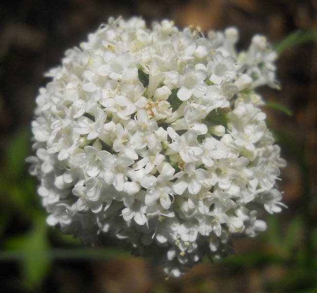 Изображение особи Valeriana officinalis.