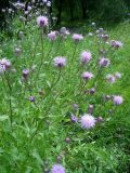 Cirsium setosum