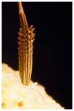 genus Taraxacum