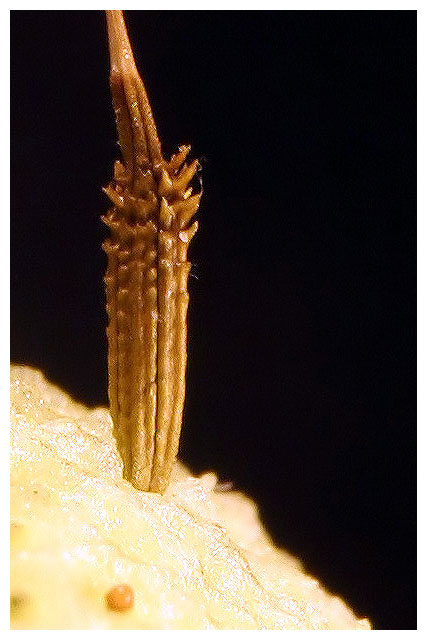 Image of genus Taraxacum specimen.