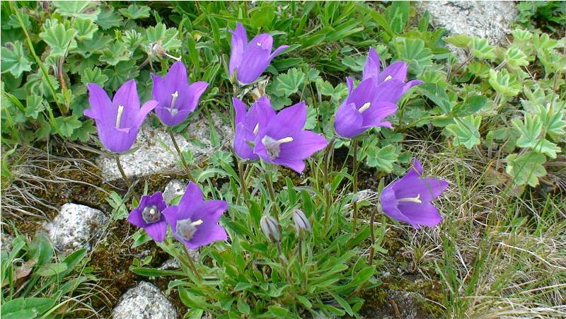 Image of Campanula aucheri specimen.