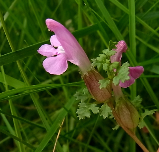 Изображение особи Pedicularis sylvatica.