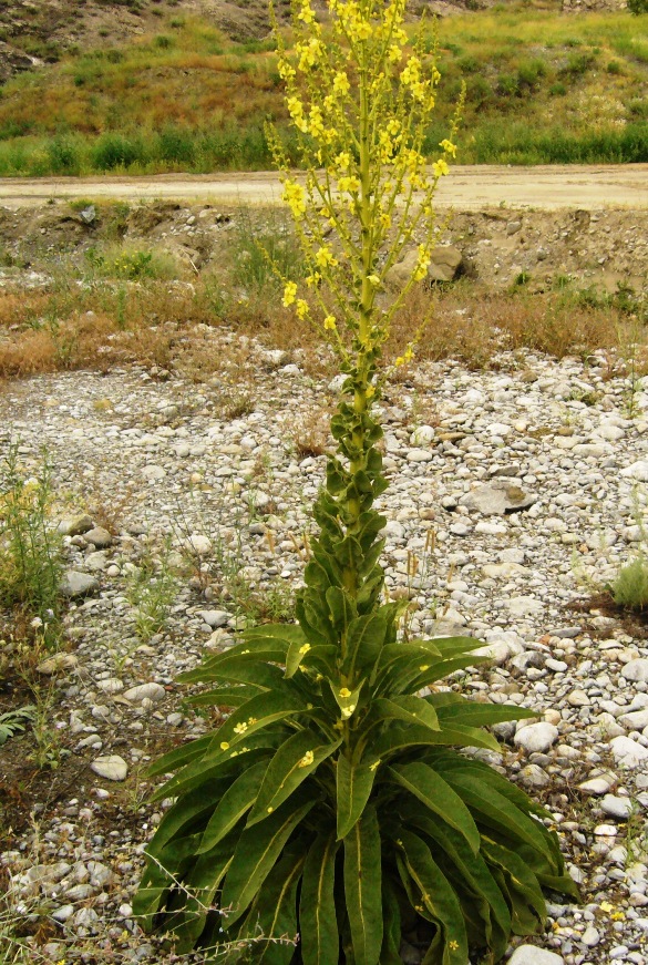 Image of Verbascum songaricum specimen.