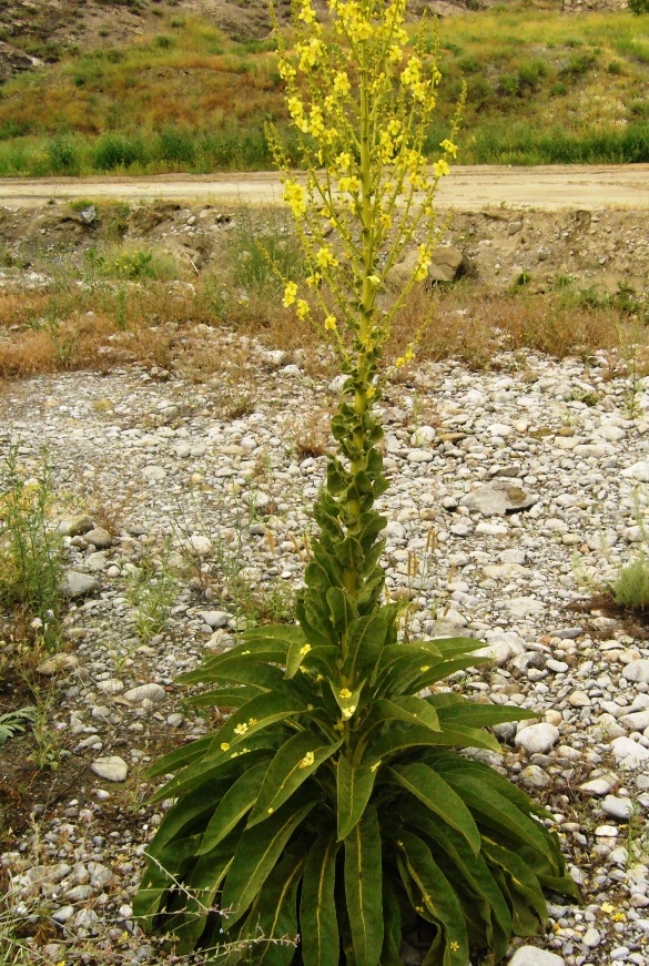 Изображение особи Verbascum songaricum.