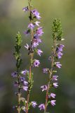 Calluna vulgaris