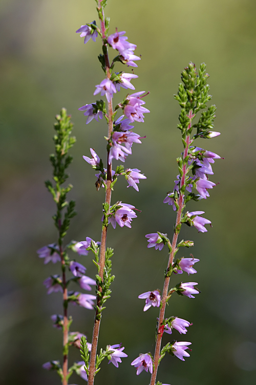 Image of Calluna vulgaris specimen.