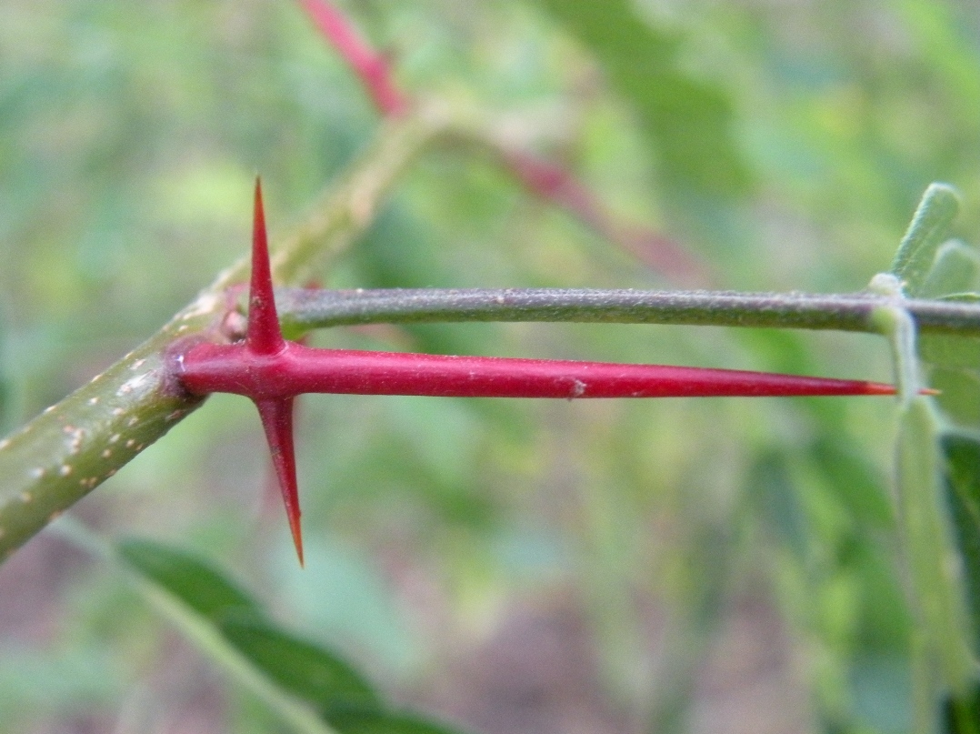 Image of Gleditsia triacanthos specimen.