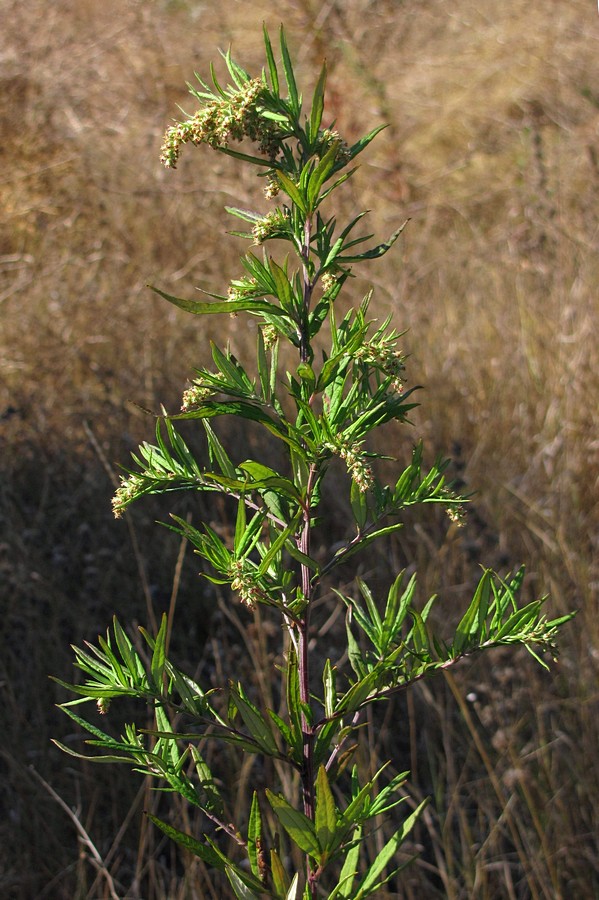 Изображение особи Artemisia verlotiorum.