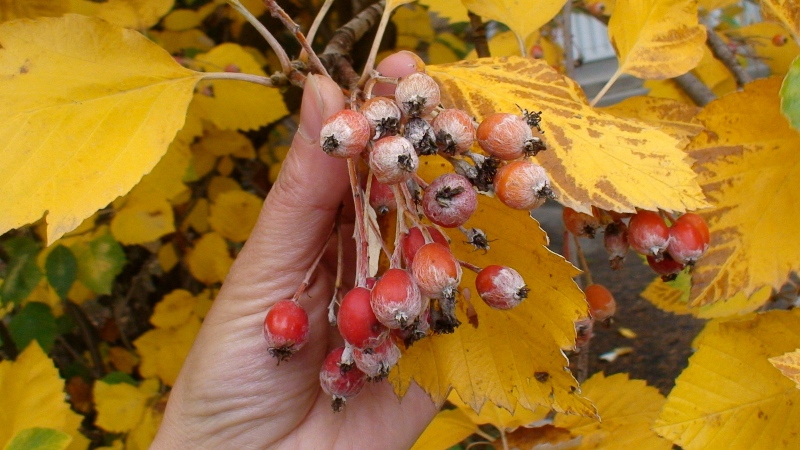 Image of Sorbus hajastana specimen.