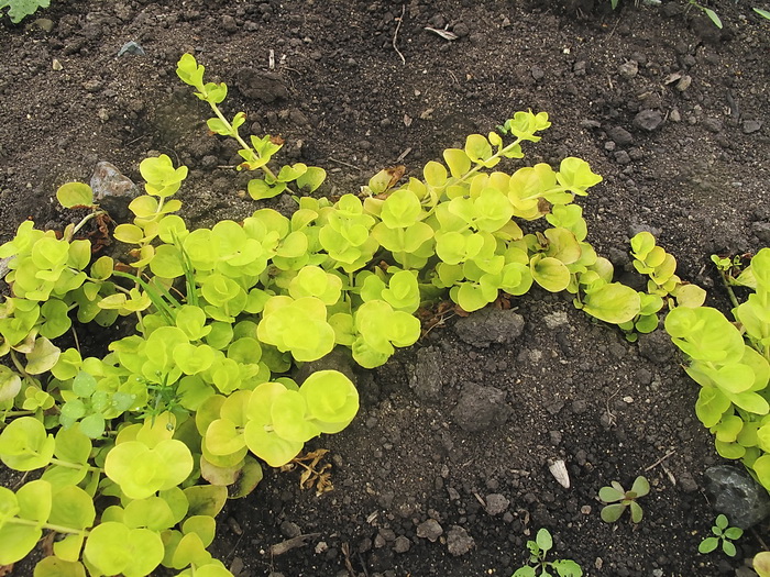 Изображение особи Lysimachia nummularia.