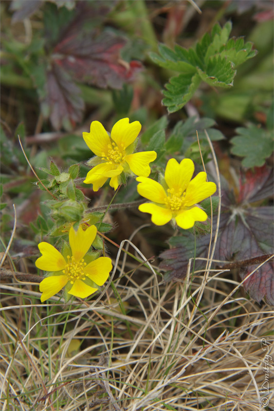 Изображение особи Potentilla crantzii.