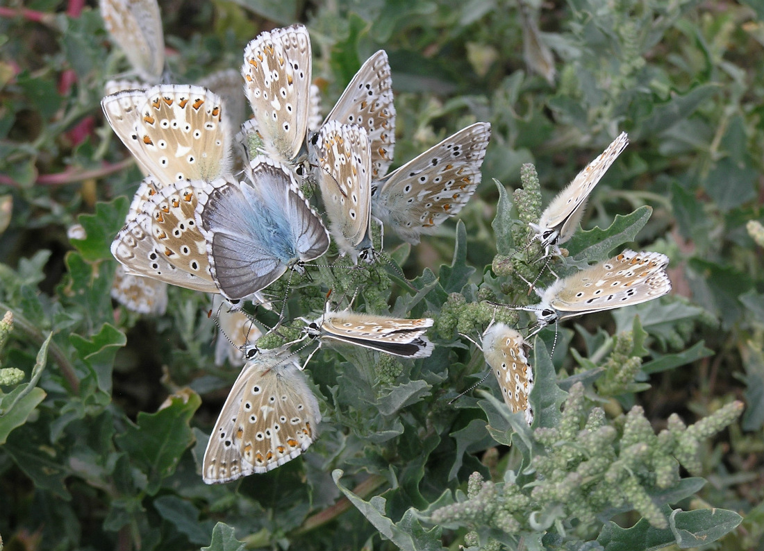 Изображение особи Atriplex tatarica.